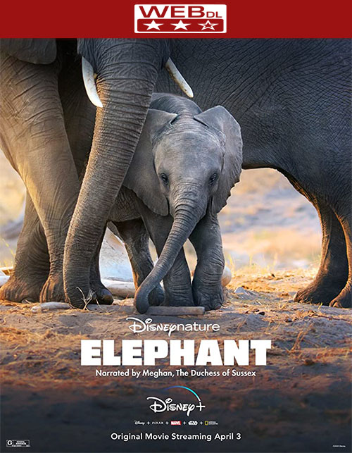 فيلم Elephant مترجم